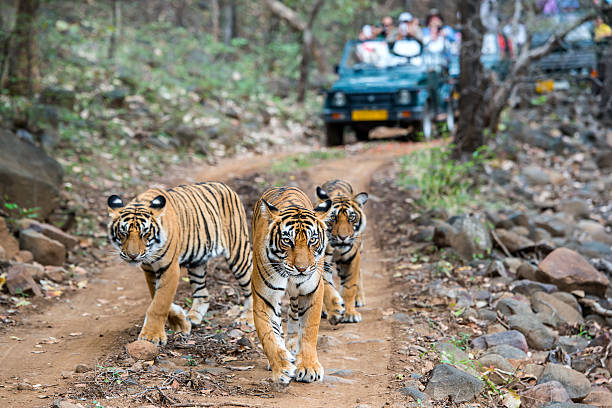 Jaipur Sightseeing